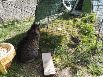 Protezione contro i gatti