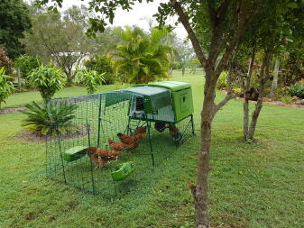 le mie galline si sono sistemate nella stia, il primo giorno