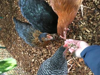 Guadagnare la loro fiducia