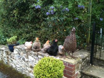 Le ragazze Pekin ammirano il galletto!