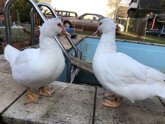 Due anatre bianche in piedi vicino a una piscina