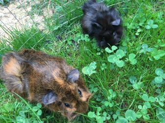 così tanta peluria in un unico posto