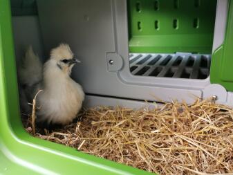 Pollo in Eglu Cube grande pollaio