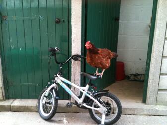 Un pollo in piedi su una bicicletta