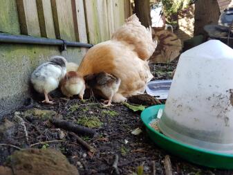 Gallina da cova e pulcini