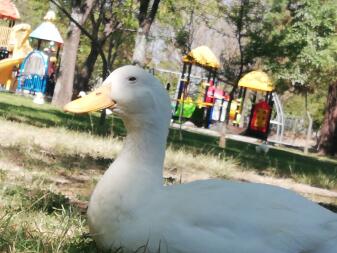 Un'anatra bianca con un becco giallo in un parco