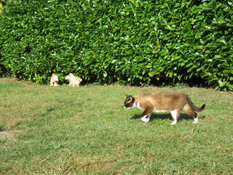 Polli e gatto in giardino