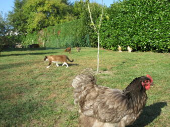 Polli e gatto in giardino