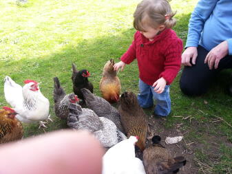 Una giovane ragazza che gioca con molti polli in un giardino