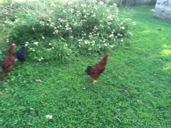 Rhode Island Red Rooster In vendita o commercio per galline