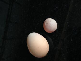 Queste uova provenivano dalla stessa gallina nello stesso giorno