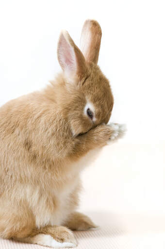 Un coniglio nano della groenlandia che si pulisce, mostrando le sue belle orecchie