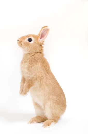 Un coniglio nano della groenlandia in piedi sulle sue zampe posteriori