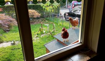 Galline sul loro pollaio di legno che guardano in casa