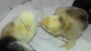 Pekin Chicks - 2 giorni