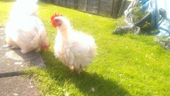 Il mio galletto Frizzle Serama X Pekin