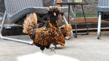 Un pollo polacco in un patio