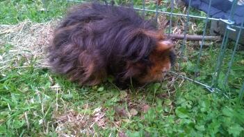 Max il maialino di Texel prima di un taglio di capelli