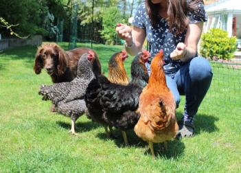 Il mio spaniel e le mie galline sono migliori amici