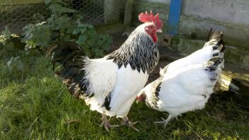 Due polli in giardino