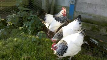 Tre polli in giardino