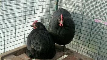 Bantams Australorp, Molly e Mandy.