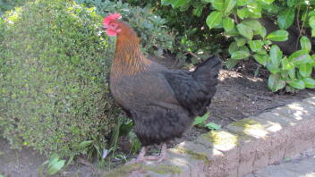 Marans nero rame