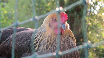 Un pollo dentro un recinto Omlet 