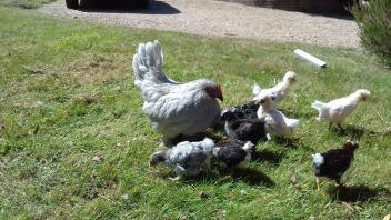 Le Pekin sono delle buone galline da allevamento. Ha covato altri pulcini di galline