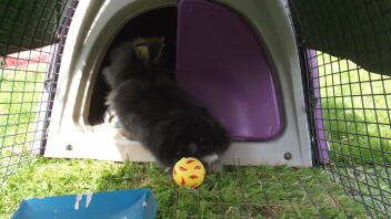 Il mio coniglio Lionhead si gode la sua nuova gabbia