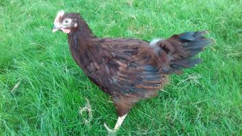 Rhode Island Red galletto