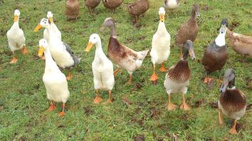 Il Quacker Pack