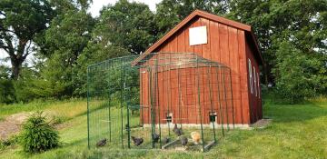 Omlet walk in chicken run collegato al pollaio di legno