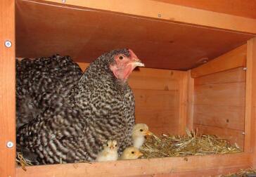 Gallina e pulcini nel pollaio