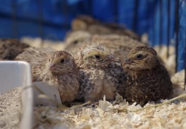 Coturnix Quail è casual