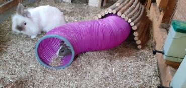 Un porcellino d'india dentro un tunnel di gioco rosa