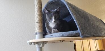Gattino nel nido dei corvi 