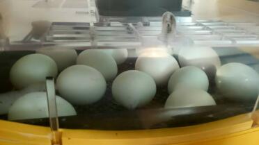 Uova di Araucana blu nell'incubatrice