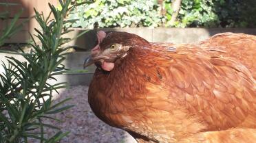 Rosemary incontra Hattie Chicken .....