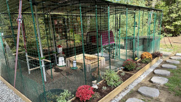 Il giardino dei polli