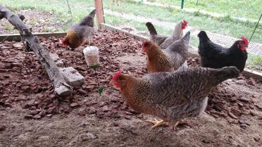 Buona idea, le mie galline sono impegnate!