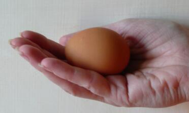Il nostro primo uovo!