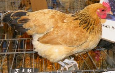 Un Buff Sussex Bantam Pullet dal Sud Africa.