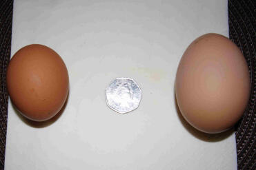 L'uovo di Ivy a sinistra e l'uovo di Mavis a destra