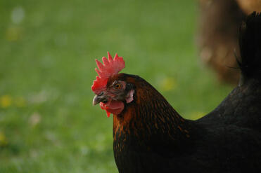 Un pollo maran in piedi nel giardino