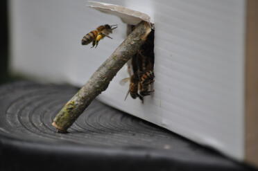 Le api trovano il polline mentre viene aperta la bomba atomica 