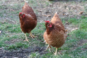 La danza del pollo Eggwina & Henny
