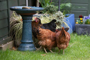 I polli sono meravigliosi animali da giardino.