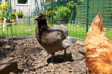 Due galline che si grattano nel loro pollaio.