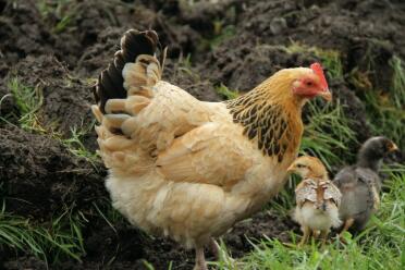 Gallina sussex con i suoi 2 pulcini in giardino